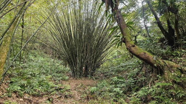 20260316艋舺崙古道-新路尾山-大竹林山3018615
