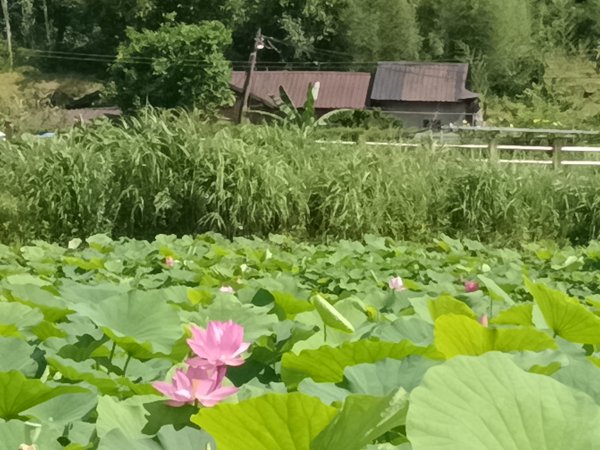 雙溪區彎穹夏日荷影2806533