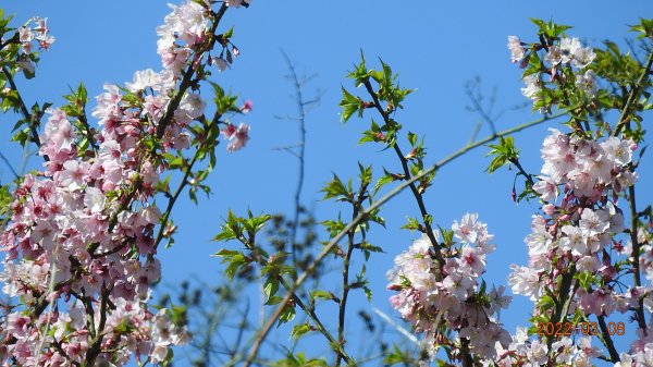 春暖花開，鳥語花香1633861