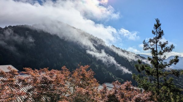 鐵杉林步道,見晴步道,鳩之澤步道2588445