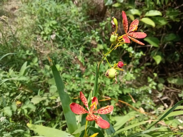 瑞芳區海園古道+鼻頭港稜+鼻頭山稜O型2872781