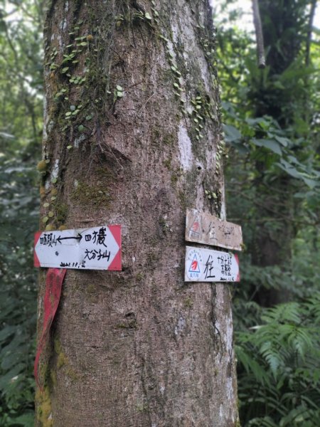 『四十三鵝』O型走 （四面頭山、十六分山、三玄宮山、鵝角格山）2154442