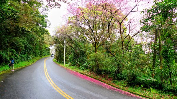 勤進路櫻花3009707