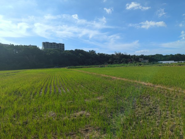 2025.08.24－霄裡好風光：霄裡~忠貞新村2868609