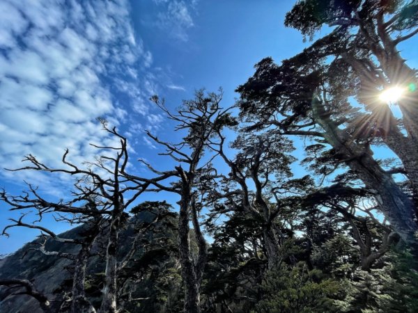 見證最美麗北大武山雲海、鐵杉1319011