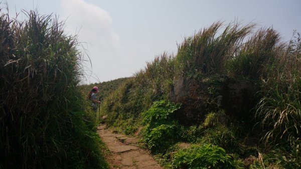 陽明山西段縱走 O形1916304