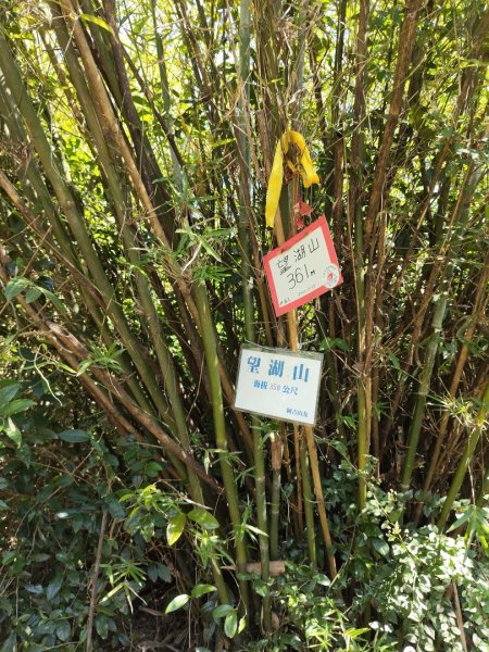 微笑山線：【大棟山系】百年大溶樹的2937025