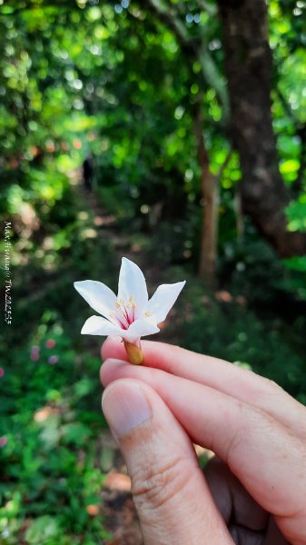 《彰化》果園古道｜廣天宮隴頂古道到鳳山寺O繞202509142884042
