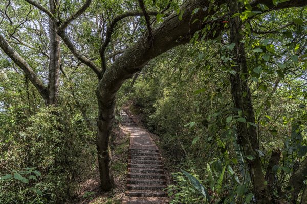 樹林與竹林交相的十二寮古道1368556