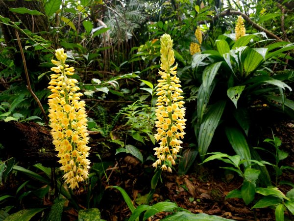 紅頭山-小百岳#97-台東縣蘭嶼鄉2901071