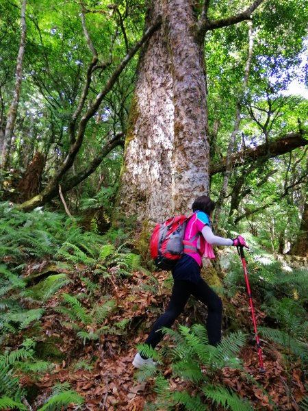 花蓮秀林~巨木森林。#86小百岳卡拉寶山1035535