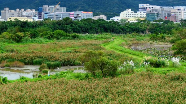 鹿角溪人工溼地2649168