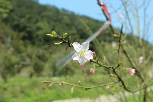 107.03.03 雙溪 北勢溪古道 279478