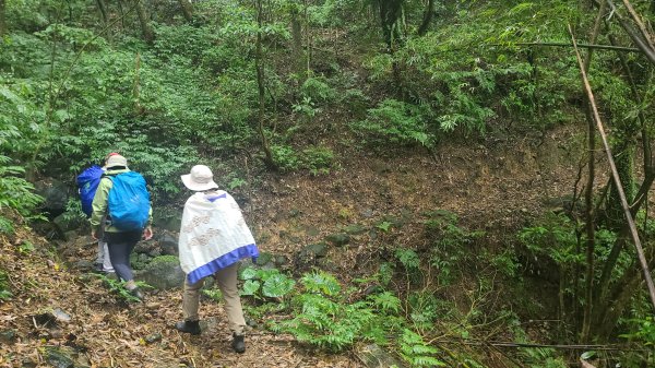 2025-01232淡蘭古道北二段(燦光寮古道到澳底)2696607