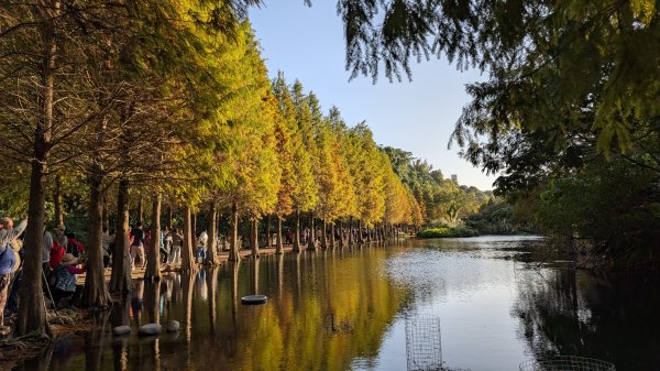 115.01.03山水步道-中庄吊橋-月眉落羽松之旅2977075