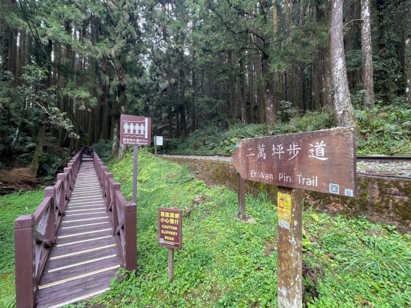 1150404-5水山巨木步道。二萬坪樹抱石3035668
