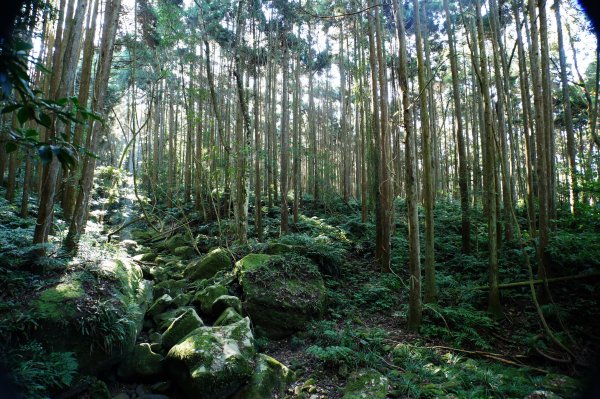苗栗 南庄 紅毛山、無名山、大坪山2943108