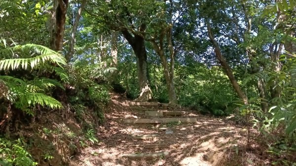 新店區十七寮山-大丘田山-粽串尖東北峰-粽串尖東峰-粽串尖東南峰-獅尾產道-碧潭公園3049757