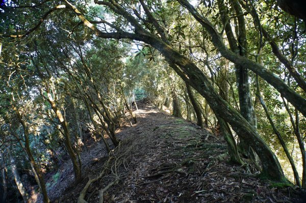 台中 和平 南松鶴山、八仙山、東松鶴山2877935