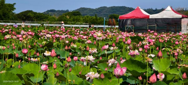 金山清水濕地 5/31 #牡丹蓮 #香水蓮2799975