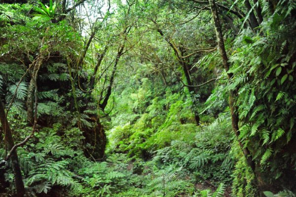 【新北市】烏月山登山步道