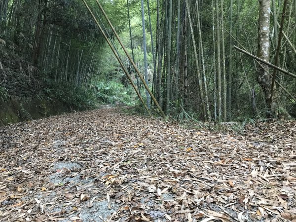 110年4月25日雲林  雲嶺之丘 五元二角 木馬古道1456500