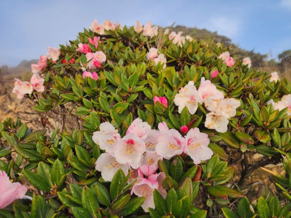 合歡北峰．西峰2497107