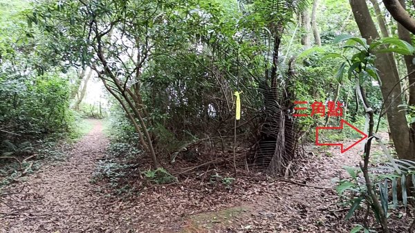 20250607 新竹竹東三山(樹杞林山 - 新具庄山 - 員崠子山)  O型2808992