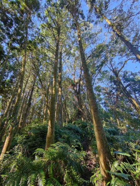 2024.11.29 騎龍山+騎龍古道2990410