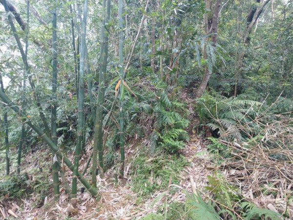 新店小獅山訪11座涼亭縱走待老坑山尋山頭902176