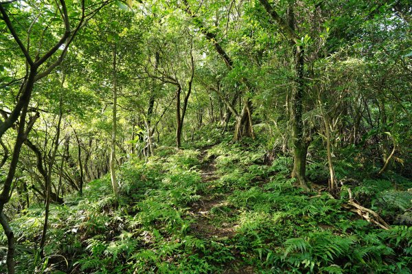 新北 瑞芳 粗坑口尖、碇內尖山、粗坑頭山、龍門山、滴水山2838278