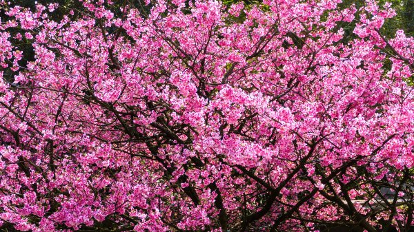 《蝶戀花·天元宮櫻吹雪》2707095