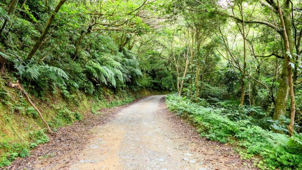 桶後越嶺古道2876794