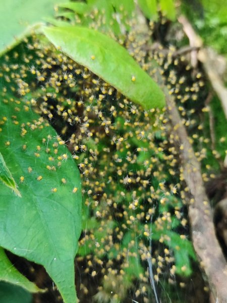 三峽白雞三山2963362