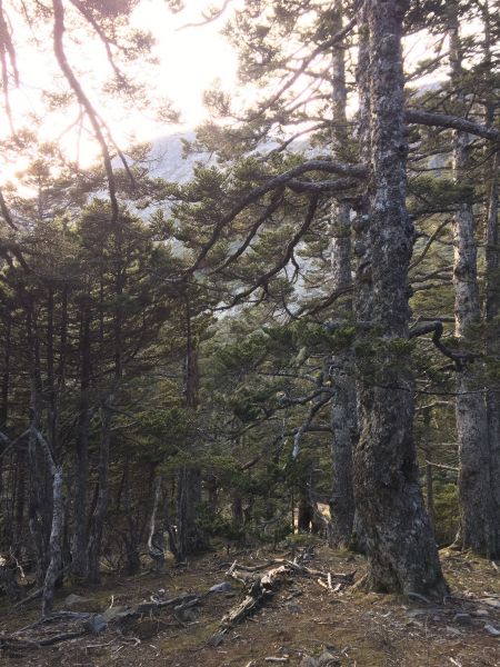 雪山主峰東峰118511