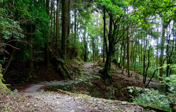 檜山巨木森林步道481536