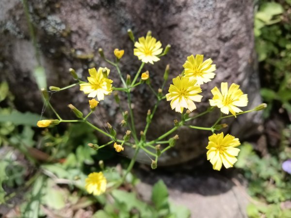 雙溪區不厭亭+牡丹山+樹梅坪+鷹石岩山神廟+不厭亭+奉憲示禁碑+三貂崙+不厭亭8字走2766268