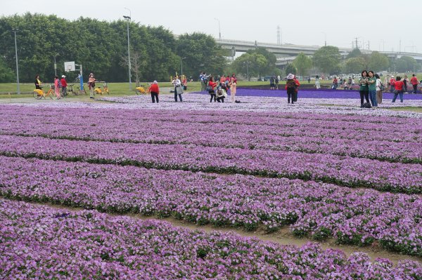 古亭河濱公園紫色花海1286081