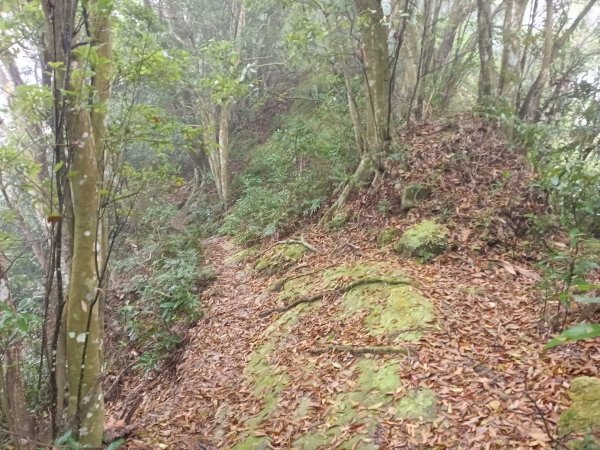 關西鎮太元宮-赤柯山-赤柯山南峰-東獅頭山-西獅頭山-東獅頭山8字走3022864