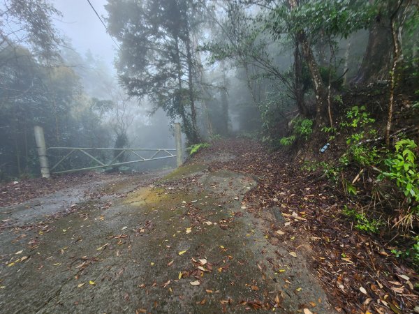 20260201雞冠山與黃麻園山(苗栗縣大湖鄉)3004228