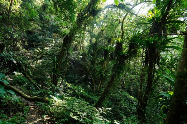 新北 烏來 波露南山3035996