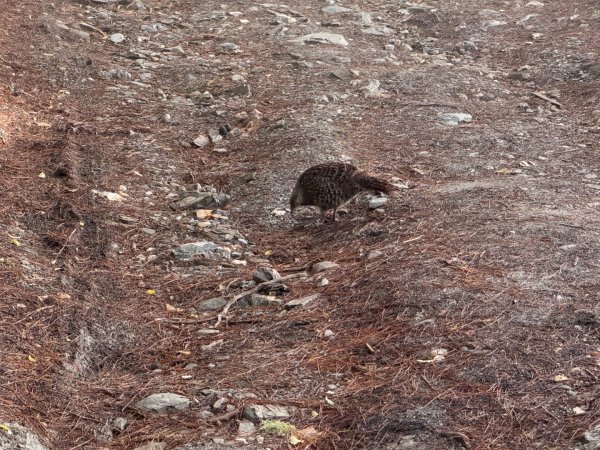 20250104-05 向陽縱走魔保來溪頭山出關山嶺山2683502