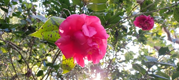 20240113_硬漢嶺步道(觀音山)2401532