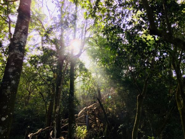 像是後花園的頭嵙山284139