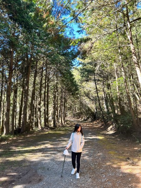 大雪山森林 賞楓林道2376065