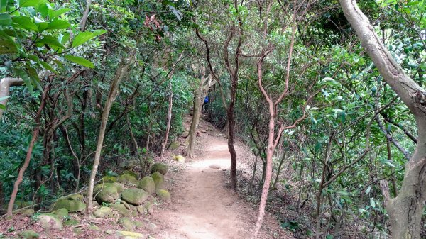 今天，我想來點飛鳳山，叮咚。1142044