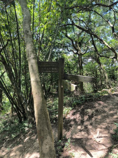 20250815微笑山線大棟山系百年大榕樹段2859912