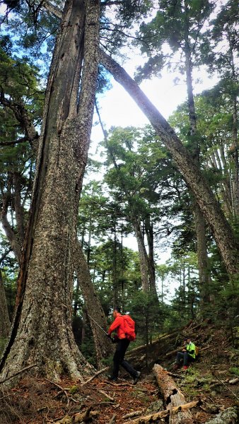 穿梭叢林桃山瞻仰巨木的殿堂桃山神木之行1656679