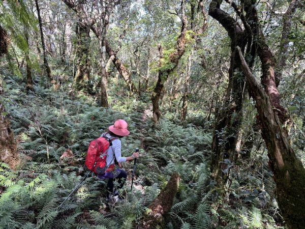 塔曼山 連走 拉拉山森林遊樂區 O繞 202510112923686