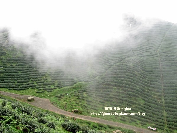 南投鹿谷~聽風~雲起~大崙山觀光茶園步道965000